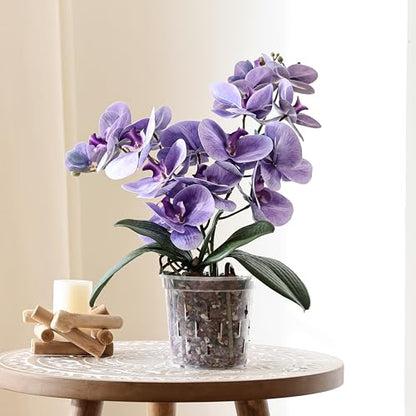 TRUEDAYS Orchid Pot with Saucers, 4 Pack 6 Inch Plant Pot with Drainage - size: 6Inch-4Pack with 4 Saucers