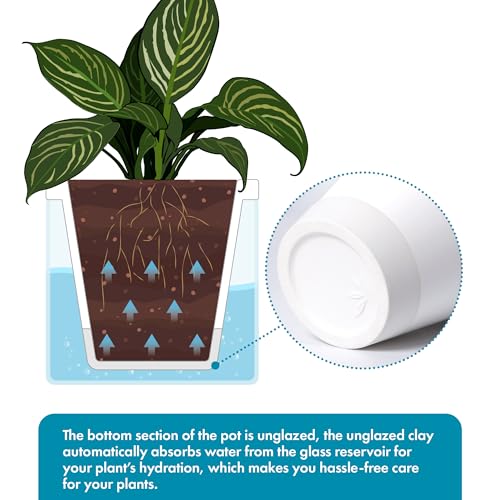 D'vine Dev Self-Watering White Terracotta Planter Pot, 10 in, 37-X-D-2 - color: White, size: 10 Inch