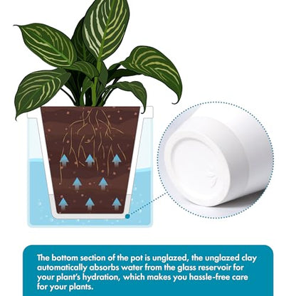D'vine Dev Self-Watering White Terracotta Planter Pot, 10 in, 37-X-D-2 - color: White, size: 10 Inch