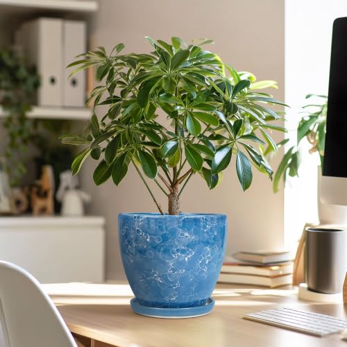 6 Inch Ceramic Plant Pot - Ceramic Planters Indoor, Blue - color: Sky Blue, size: 6 Inch