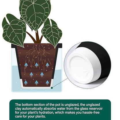 D'vine Dev Self-Watering Black Terracotta Planter Pot, 8 in, 37-X-C-3 - color: Black, size: 8 Inch