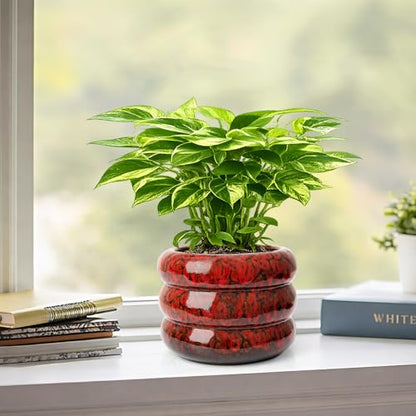 Ceramic 6 inch Plant Pot - Red Planter for Indoor Plants with Drainage Hole - color: Red-s