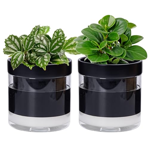 Phoenix Vine 6 Inch Self Watering Planter Pot, Black Terracotta Clay Pot with Glass Reservoir for Indoor Plants, Herbs, Flowers, Set of 2, 52-C-F-2 - color: Black, size: 6" (2 Pack)