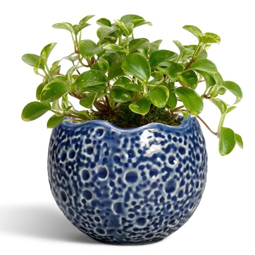 4 Inch Plant Pots - Small Ceramic Planter with Drainage Hole, Succulent Pots for Indoor Outdoor, Unique Round Planter, Modern Decorative Flower Pot, Desk Decor, Plant Lovers Gifts, Blue - color: Blue, size: 4.5 Inch