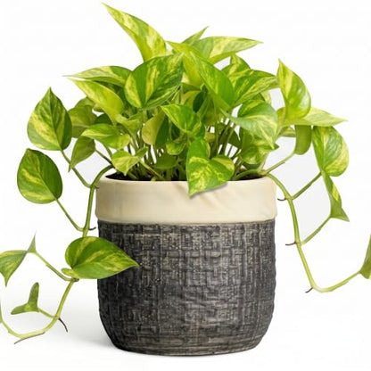 6 Inch Plant Pot, Ceramic Plant Pots, Round Planter, Light Black - color: Light Black, size: 6 Inch