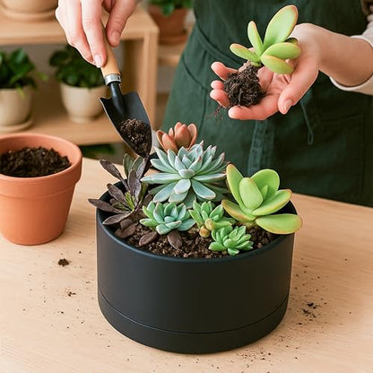 D'vine Dev 8 in Shallow Round Succulent Planter, Black, 76-Z-B-1 - color: Black, size: 8 Inch