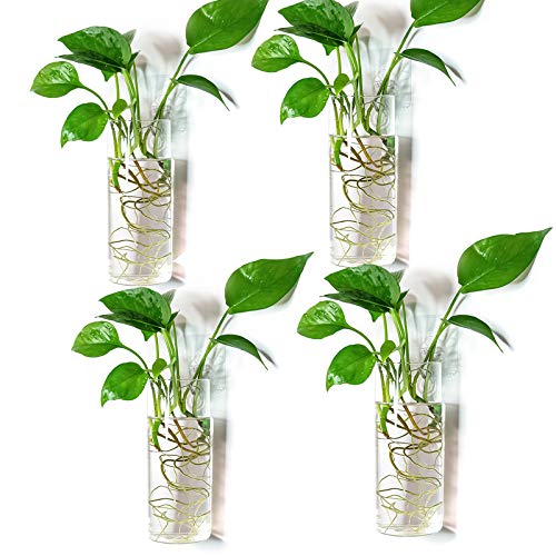Kingbuy Short Cylinder Wall Planter 4 Pack, Clear Glass Hydroponic Tubes - color: Short Cylinder