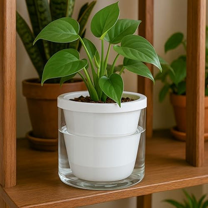D'vine Dev Self-Watering White Terracotta Planter Pot, 6 in, 37-X-B-2 - color: White, size: 6 Inch