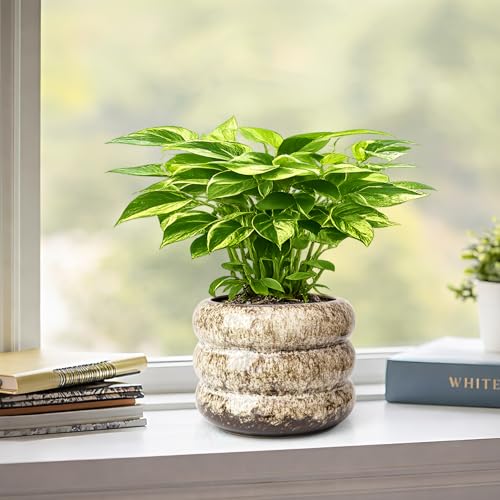 Ceramic 6 inch Plant Pot - Planter for Indoor Plants with Drainage Hole - color: White-s