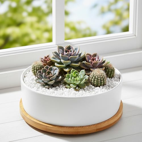White Ceramic Succulent Plant Pots, Set of 2 Round Planter Small Cactus Container, Bonsai Pots, Succulent Pots with Drainage Hole& Bamboo Tray (No Plant) - color: Round*2
