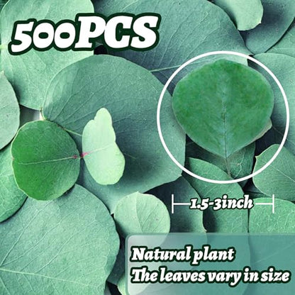 500+ Pcs Dried Silver Dollar Eucalyptus Leaves for Wedding Decor