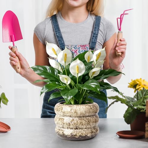 Ceramic 6 inch Plant Pot - Planter for Indoor Plants with Drainage Hole - color: White-s