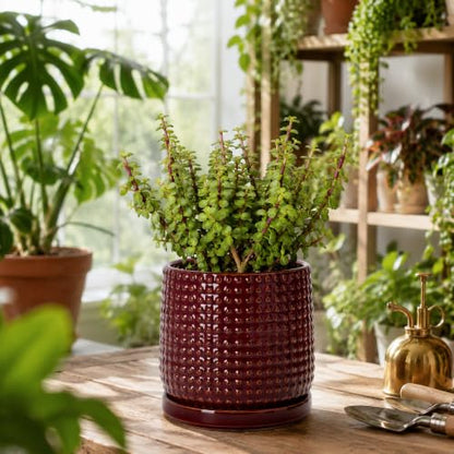 D'vine Dev Beaded Ceramic Pot with Saucer, 6 in, Burgundy Red, 27-C-X-M - color: Burgundy Red, size: 5.8 Inch