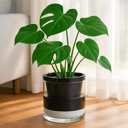 D'vine Dev Self-Watering Black Terracotta Planter Pot, 8 in, 37-X-C-3 - color: Black, size: 8 Inch