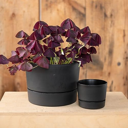 Root & Vessel Majestic Mid-Century Modern Low Profile Cylinder Pot, Matte Black, 6.5" - color: Matte Black, size: 6.5-Inch