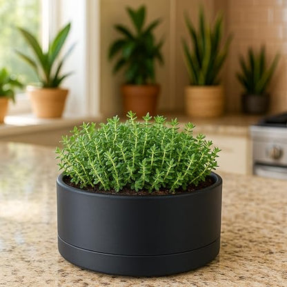 D'vine Dev 8 in Shallow Round Succulent Planter, Black, 76-Z-B-1 - color: Black, size: 8 Inch