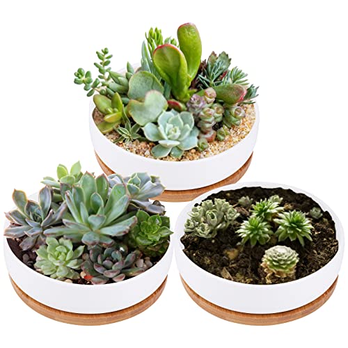 Lawei 3 Pack 6 Inch Round Ceramic Succulent Planter Pots with Drainage and Bamboo Trays, Shallow Cactus Plant Pots for Indoor Plants, Modern White Flower Bowl Planters for Desktop Window Decor