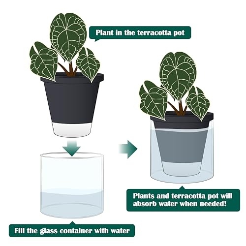 D'vine Dev Self-Watering Black Terracotta Planter Pot, 6 in, 37-X-B-3 - color: Black, size: 6 Inch
