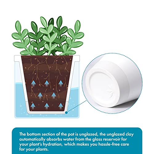 D'vine Dev Self-Watering White Terracotta Planter Pot, 4 in, 37-X-A-2 - color: White, size: 4 Inch