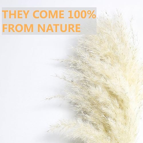 10 PCS Beige Pampas Grass Decor, Naturally Dried Pompas, Bunny Tails Dried Flowers, and Dried Eucalyptus. Perfect for Weddings, Boho Party Decorations, and Table Decor(17inch) - size: 10PCS-17inch