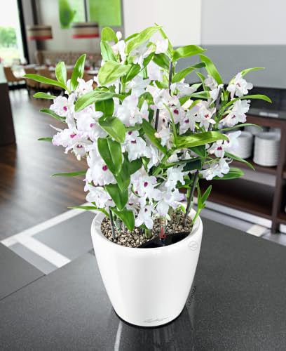 Lechuza 16060 Classico LS 35 Self-Watering Planter, White High Gloss - color: White High-gloss, size: D35 H33 cm