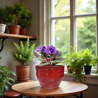 Self Watering African Violet Pots Red 6 inch - color: Red