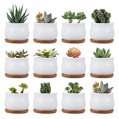 Small Succluent Pot,12Pcs Flower Pots with Drinage,Mini Flower Pots