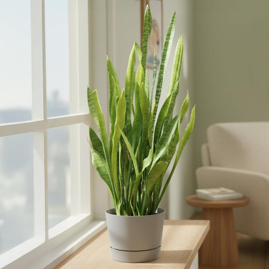 Root & Vessel Majestic Mid-Century Modern Low Profile Cylinder Pot, Matte Gray, 12.5" - color: Matte Gray, size: 12.5-Inch