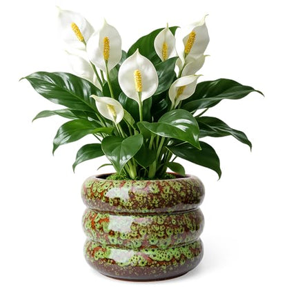 Ceramic 6 inch Plant Pot - Planter for Indoor Plants with Drainage Hole - color: Green-s