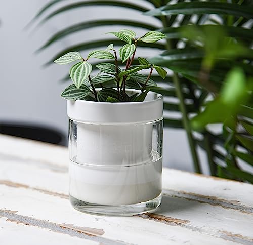 Phoenix Vine 4 Inch Self Watering Planter, White Terracotta Clay Pot with Glass Reservoir for Indoor Plants, Herbs, Flowers, Set of 1, 52-B-E-1 - color: White, size: 4" (1 Pack)