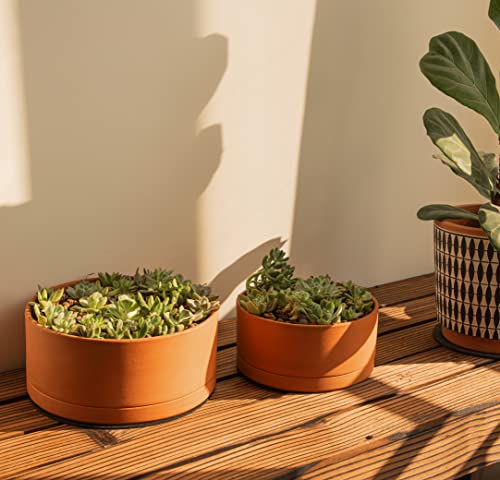 D'vine Dev Terracotta Shallow Planter Pot with Saucer, 8 in, 40-Y-A-0 - size: 8 Inch