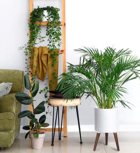 D'vine Dev 10 Inch Planter Pot with Wood Stand, White, 88-O-B-1 - color: Matte White, size: Medium