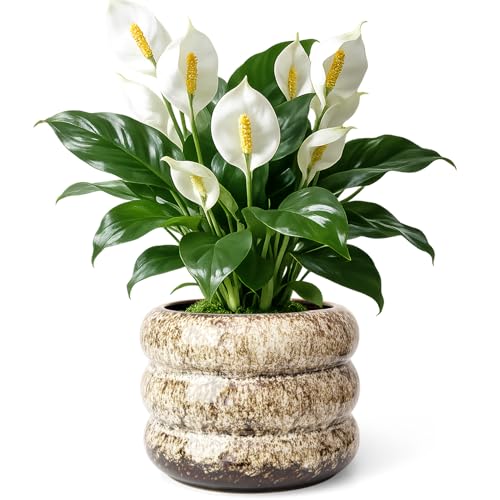 Ceramic 6 inch Plant Pot - Planter for Indoor Plants with Drainage Hole - color: White-s