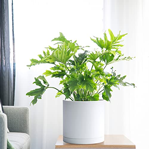 D'vine Dev Plastic Planter Pot with Saucer, 10 in, White Color, 74-X-A-2 - color: Matte White, size: 10 Inch