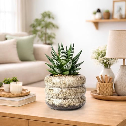 Ceramic 6 inch Plant Pot - Planter for Indoor Plants with Drainage Hole - color: White-s