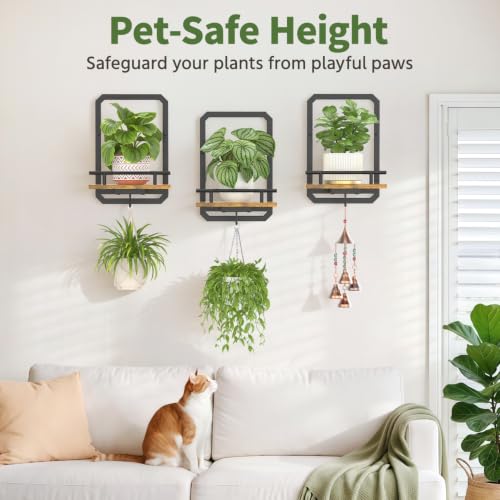 LASZOLA Plant Picture Frame Holder Shelf Wall Window Indoor, 3 Pcs Brown - color: Brushed Black+Brown, size: 3