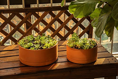 D'vine Dev Terracotta Shallow Planter Pot with Saucer, 12 in, 40-Y-C-0 - size: 12 Inch