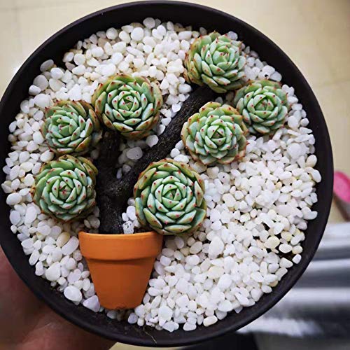Yishang mini Terracotta Pots with Drainage Holes - 1.5 inches Tiny Clay Nursery Pots for Indoor/Outdoor Mini Plant, DIY Crafts, Wedding Favors(10 Pack)