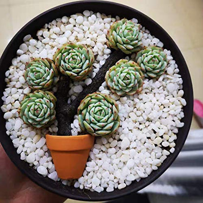 Yishang mini Terracotta Pots with Drainage Holes - 1.5 inches Tiny Clay Nursery Pots for Indoor/Outdoor Mini Plant, DIY Crafts, Wedding Favors(10 Pack)