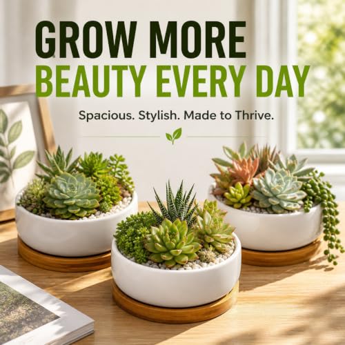Lawei 3 Pack 6 Inch Round Ceramic Succulent Planter Pots with Drainage and Bamboo Trays, Shallow Cactus Plant Pots for Indoor Plants, Modern White Flower Bowl Planters for Desktop Window Decor