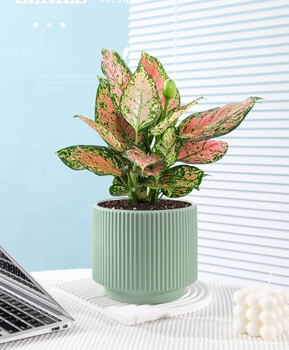 Ceramic 4.9+6.3 inch Planters, Modern Home and Office Flowerpot, Indoor and Outdoor Flowerpot with Drainage Hole (Green) - color: Green