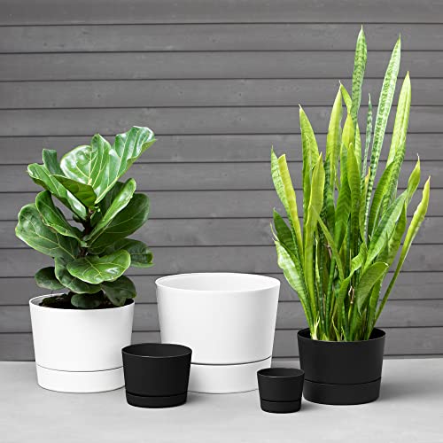Root & Vessel Majestic Mid-Century Modern Low Profile Cylinder Pot, Matte White, 6.5-Inch (Pack of 10) - color: Matte White, size: 6.5-Inch (Pack of 10)