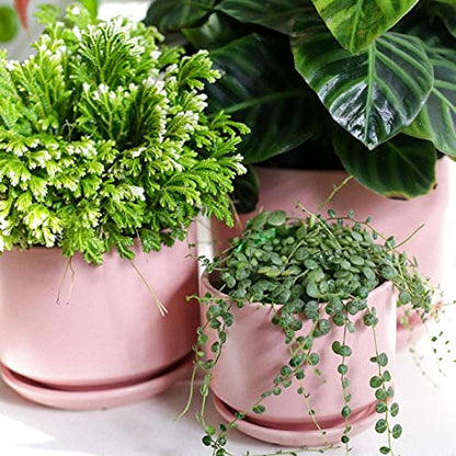 LE TAUCI Ceramic Pots for Plants, 4.3+5.3+6.8 Inch, Set of 3, Pink - color: Pink, size: 4.3"+5.3"+6.8"