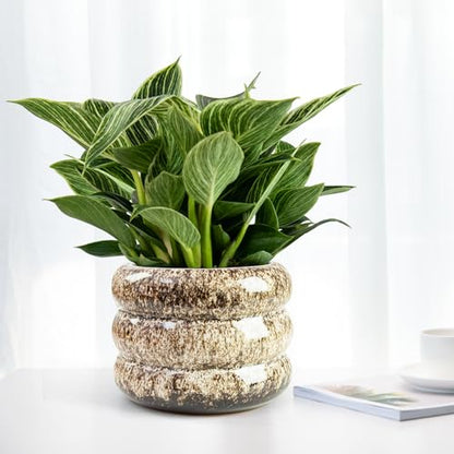 Ceramic 6 inch Plant Pot - Planter for Indoor Plants with Drainage Hole - color: White-s