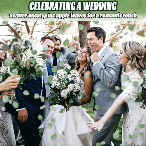500+ Pcs Dried Silver Dollar Eucalyptus Leaves for Wedding Decor