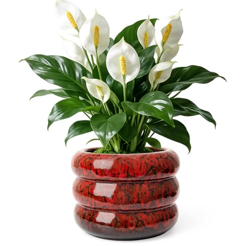 Ceramic 6 inch Plant Pot - Red Planter for Indoor Plants with Drainage Hole - color: Red-s