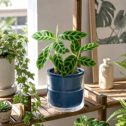 D'vine Dev Self-Watering Blue Terracotta Planter Pot, 6 in, 37-X-B-4 - color: Blue, size: 6 Inch