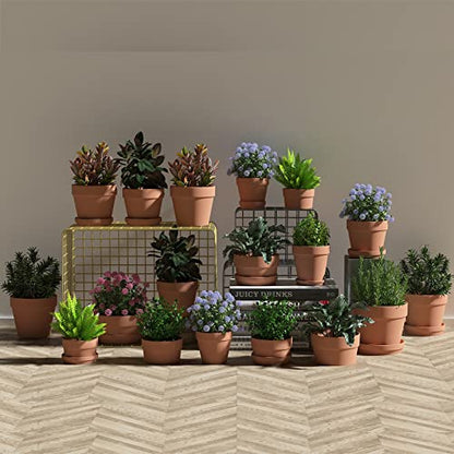 Fcacti 3.5 Inch Terracotta Shallow Succulent Pot - 12 Pack Small Terra Cotta Clay Pots with Saucer, Cacuts Terra-Cotta Indoor and Outdoor Planters with Drainage Hole - size: 3.5 inches