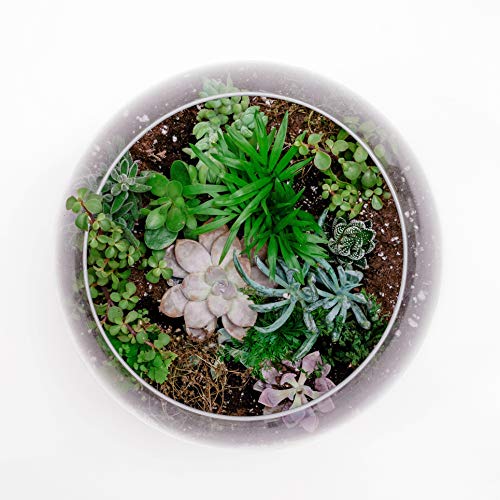 WGV Bowl Glass Vase Bulk, Diameter 10", Height 8", Open Width 6", (Multiple Sizes Choices) Clear Bubble Planter Terrarium Fish Bowl for Wedding Event Home Decor, 4 Pieces (VBW0010) - size: 10"D 1 Case