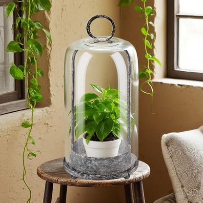 12" High Versatile Modern Metal Hurricane Lantern with Handmade Sturdy Glass Dome in Shabby White for Pillar Candle & Plants, Industrial, Farmhouse (White Shabby, 5"x12") - color: White Shabby, size: 5"x12"